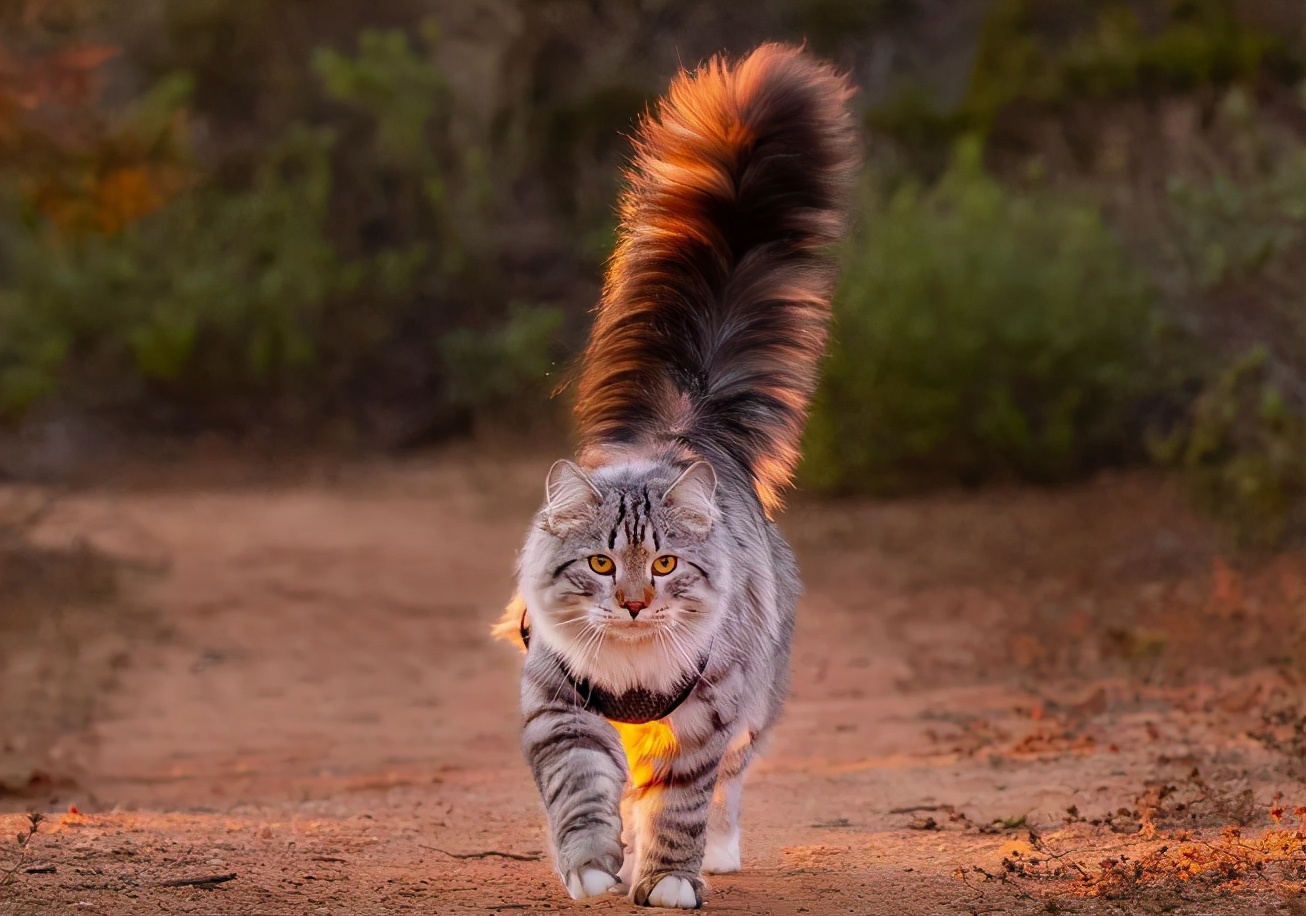 世界上最大的猫科动物（十大顶级猫科动物排行榜） - 抒情文学网